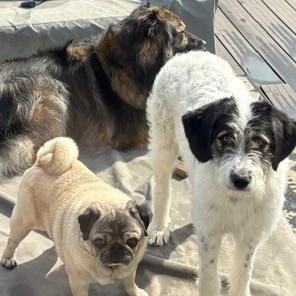 Enlarge Nan, a ADOPTABLE mixed breed in Scarborough, ON image 4/6