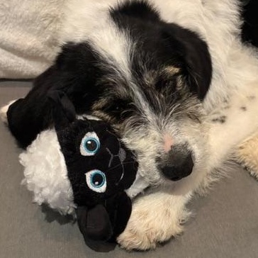 Enlarge Nan, a ADOPTABLE mixed breed in Scarborough, ON image 6/6