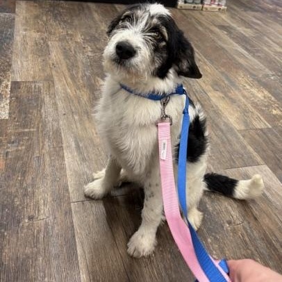 Enlarge Nan, a ADOPTABLE mixed breed in Scarborough, ON image 5/6