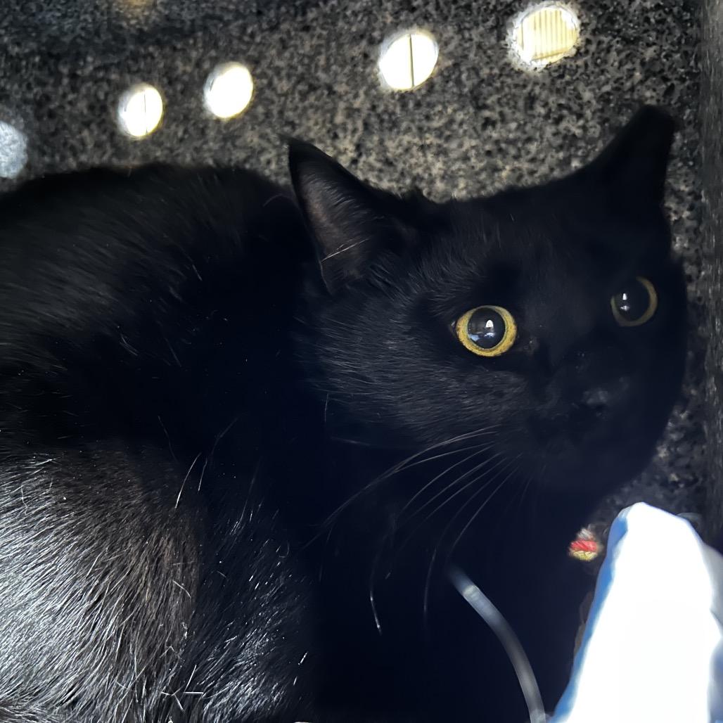 Jesse(working cat), Adoptable, Young Male Domestic Medium Hair.