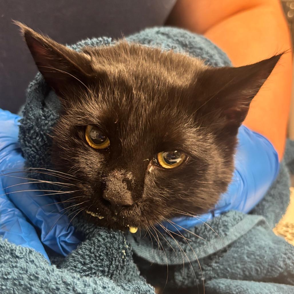 Enlarge Jesse(working cat), a Adoptable Domestic Medium Hair in Birdsboro, PA image 2/2