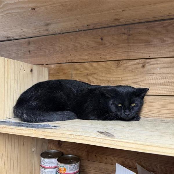 Jesse(working cat), Adoptable, Young Male Domestic Medium Hair.