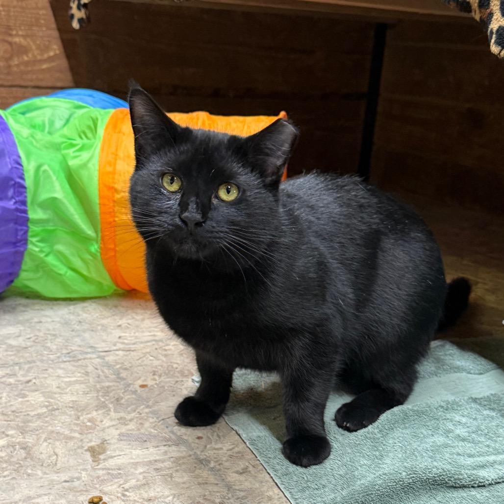 Enlarge Jesse(working cat), a Adoptable Domestic Medium Hair in Birdsboro, PA image 3/3
