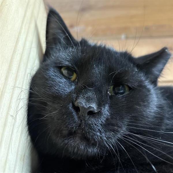 Enlarge Jesse(working cat), a Adoptable Domestic Medium Hair in Birdsboro, PA image 2/3