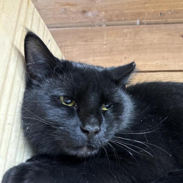 Enlarge Jesse(working cat), a Adoptable Domestic Medium Hair in Birdsboro, PA image 3/3