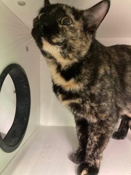 Enlarge Sapphire, a Adoptable Domestic Short Hair in Anderson, IN image 1/1