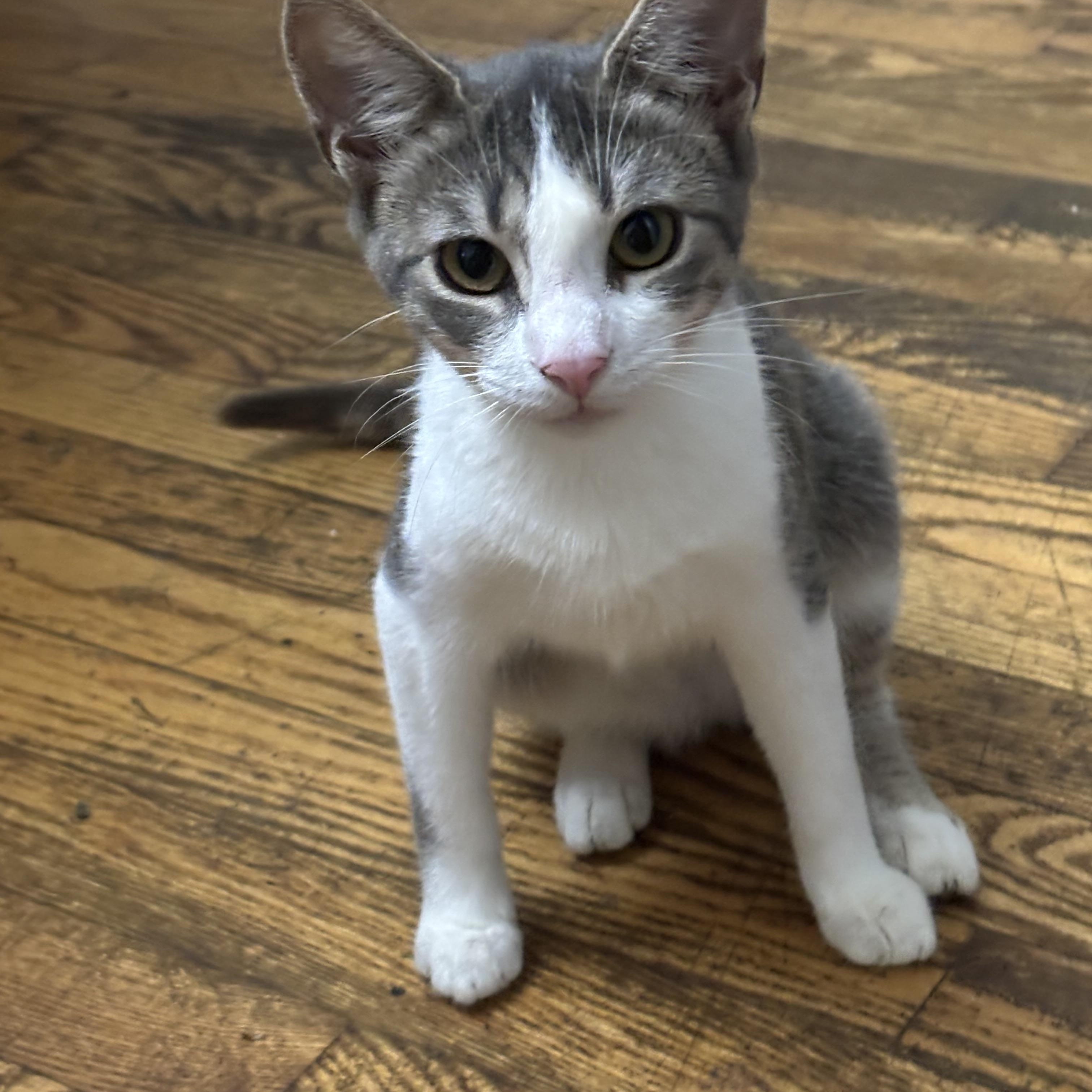 Enlarge Tanner, a Adoptable Domestic Short Hair in Johnson City, TN image 1/1