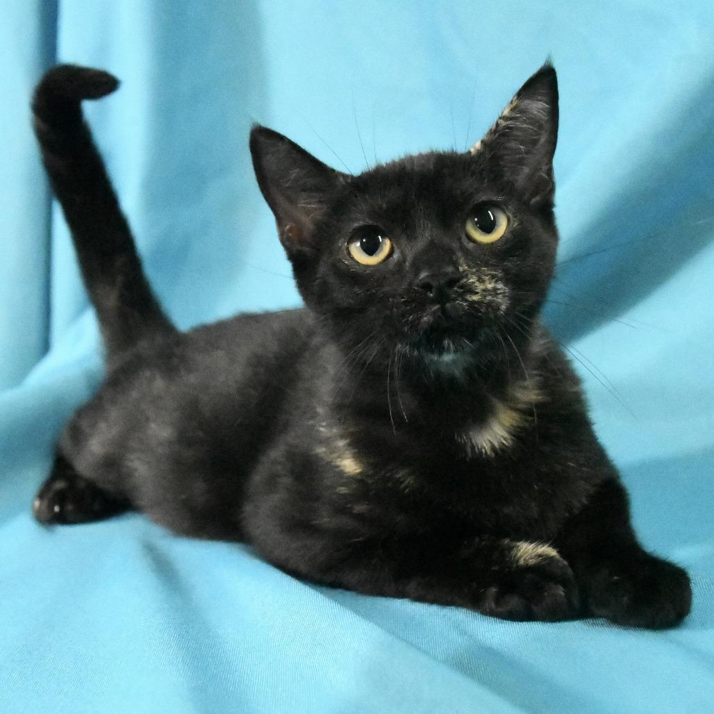 Diva, Adoptable, Young Female Domestic Short Hair.