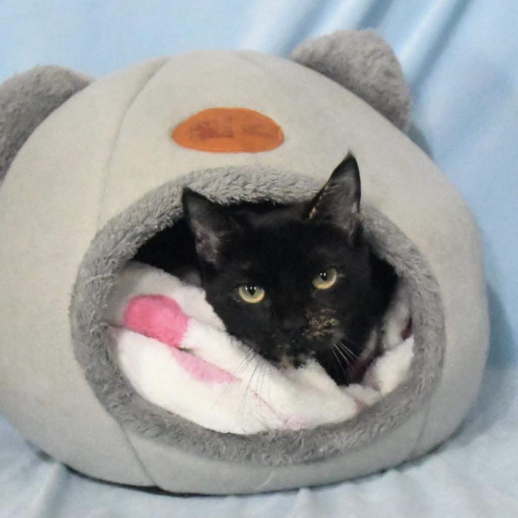 Enlarge Diva, a Adoptable Domestic Short Hair in Natchez, MS image 2/5