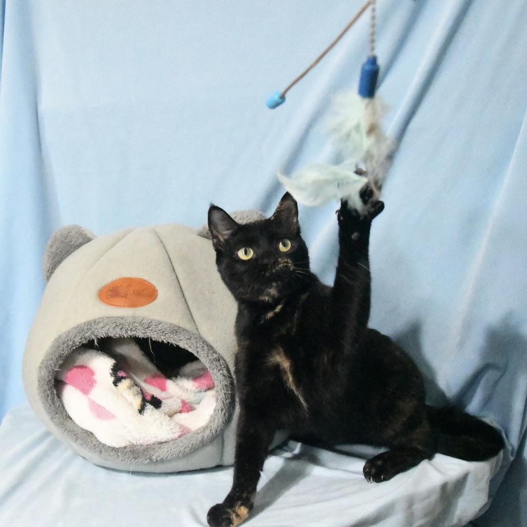 Enlarge Diva, a Adoptable Domestic Short Hair in Natchez, MS image 5/5