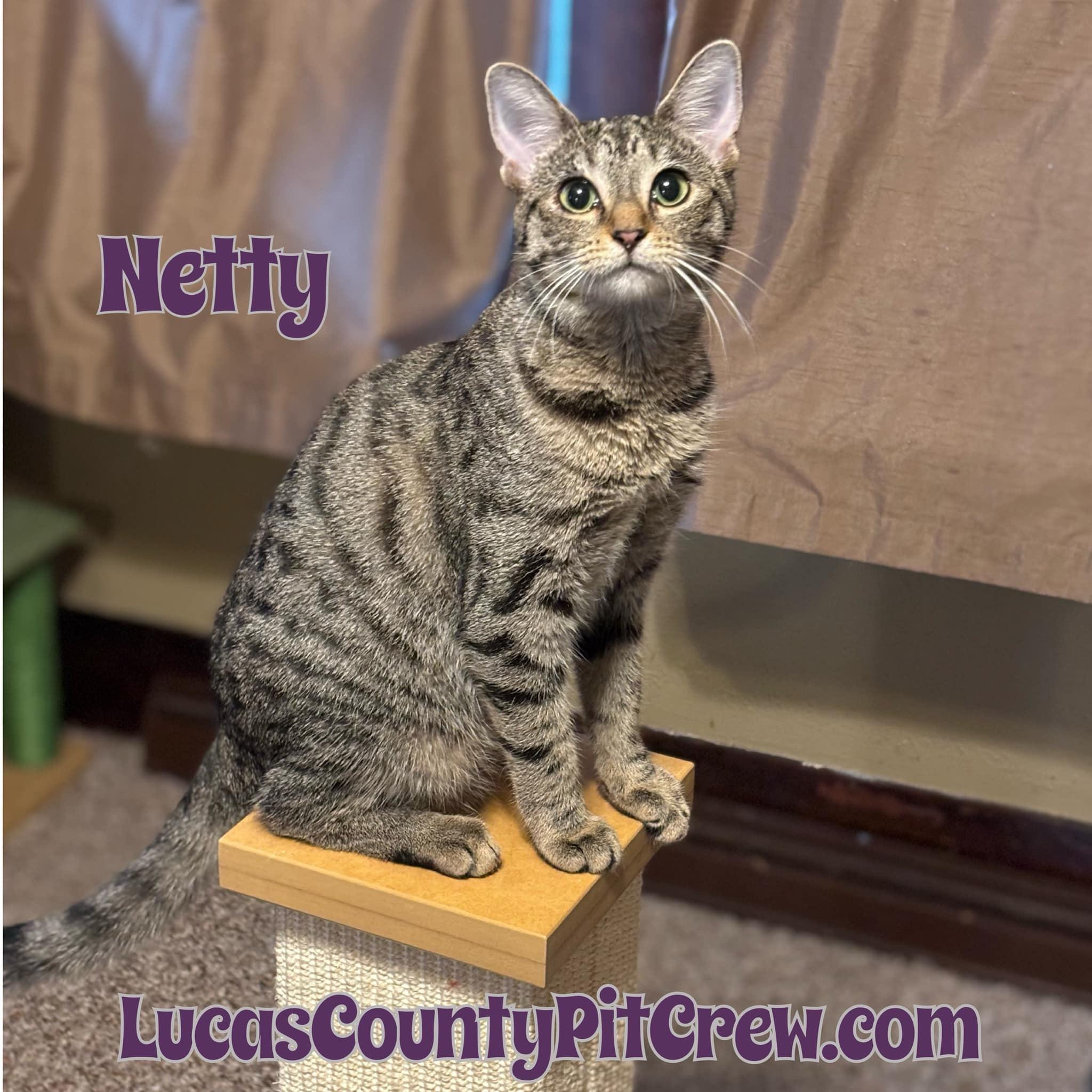 Enlarge Netty, a Adoptable mixed breed in Toledo, OH image 1/1