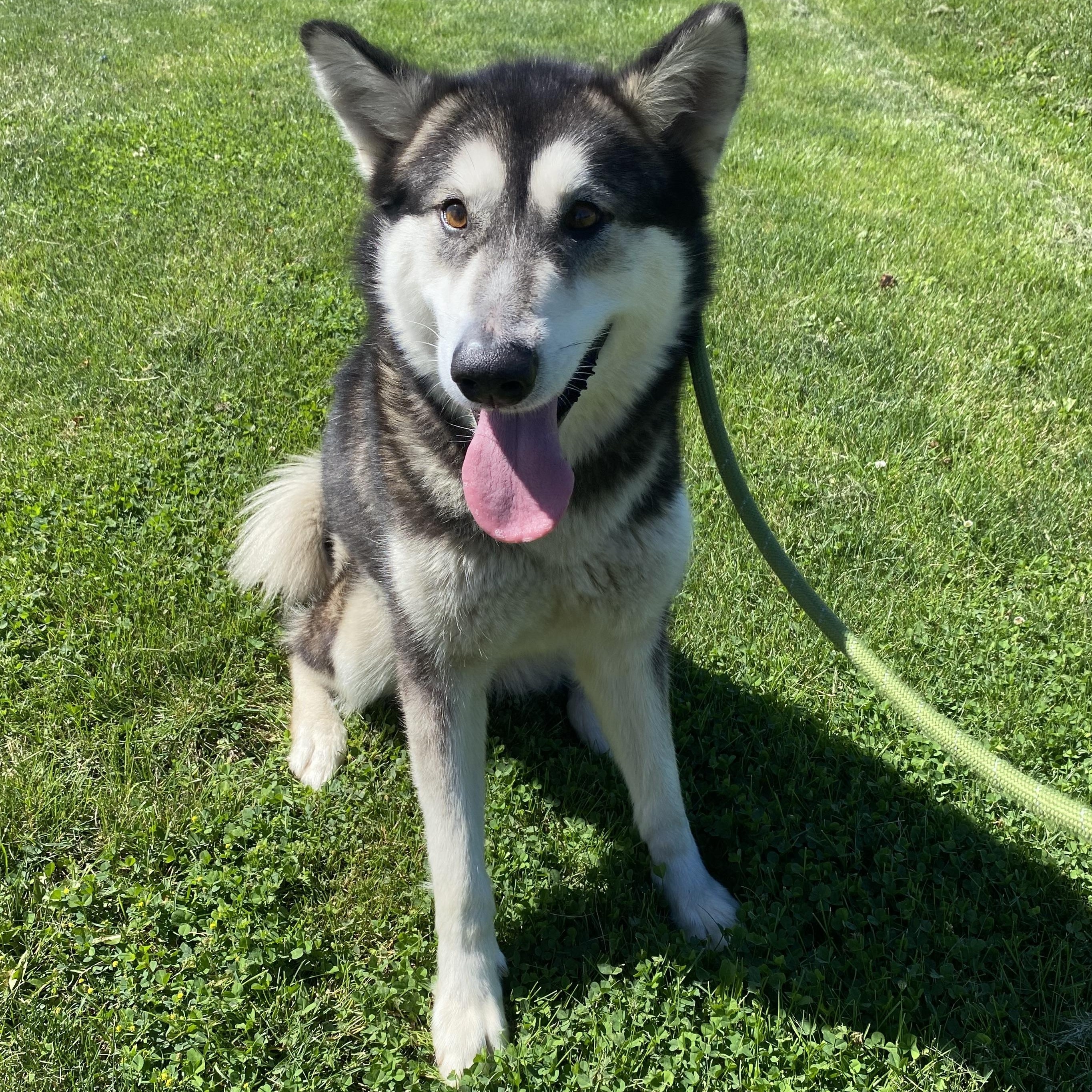 Enlarge Alaska, a ADOPTABLE mixed breed in Urbana, IL image 1/2