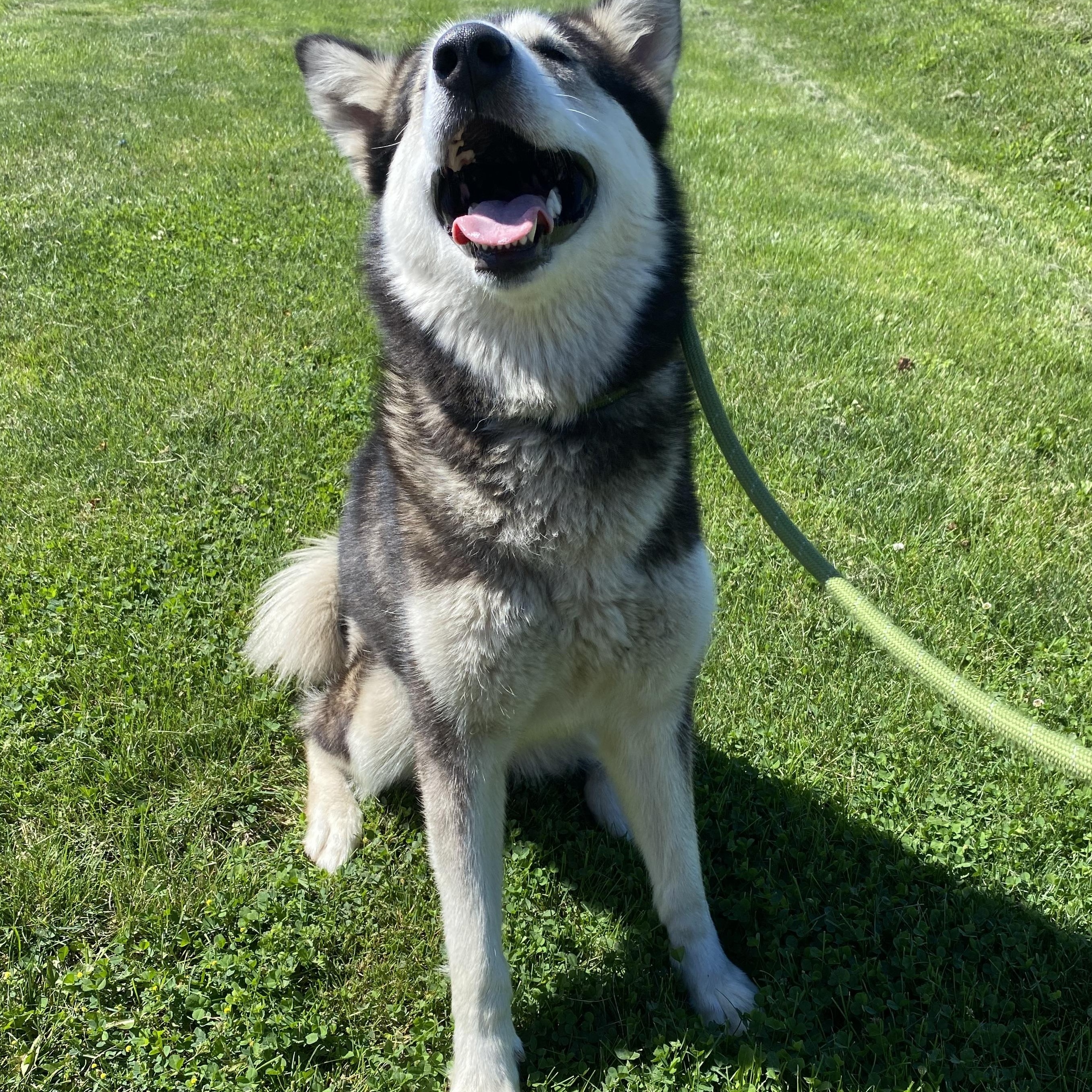 Enlarge Alaska, a ADOPTABLE mixed breed in Urbana, IL image 2/2