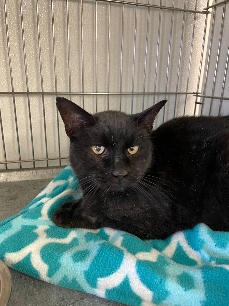 Enlarge Leopold, a Adoptable mixed breed in Rock Springs, WY image 1/1