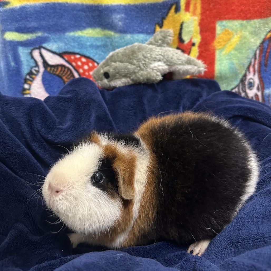 Minnie, a Adoptable Rat in Clearwater, FL image 1/4