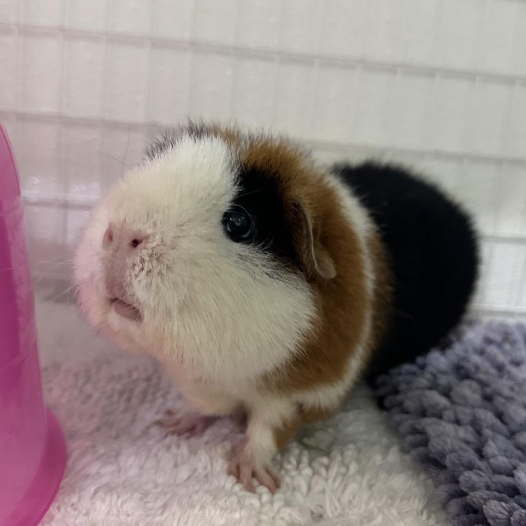 Minnie, Adoptable, Adult Female Rat.