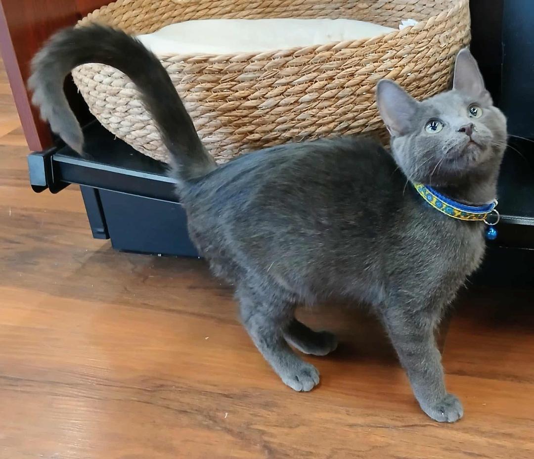 Dean, Adoptable, Kitten Male Tabby.