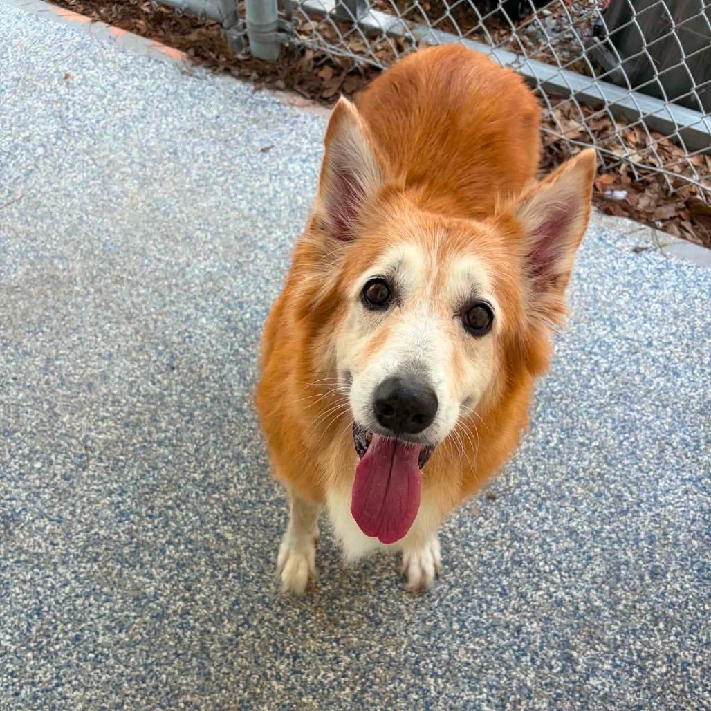 Sandy, Adoptable, Senior Male Collie & Smooth Collie.