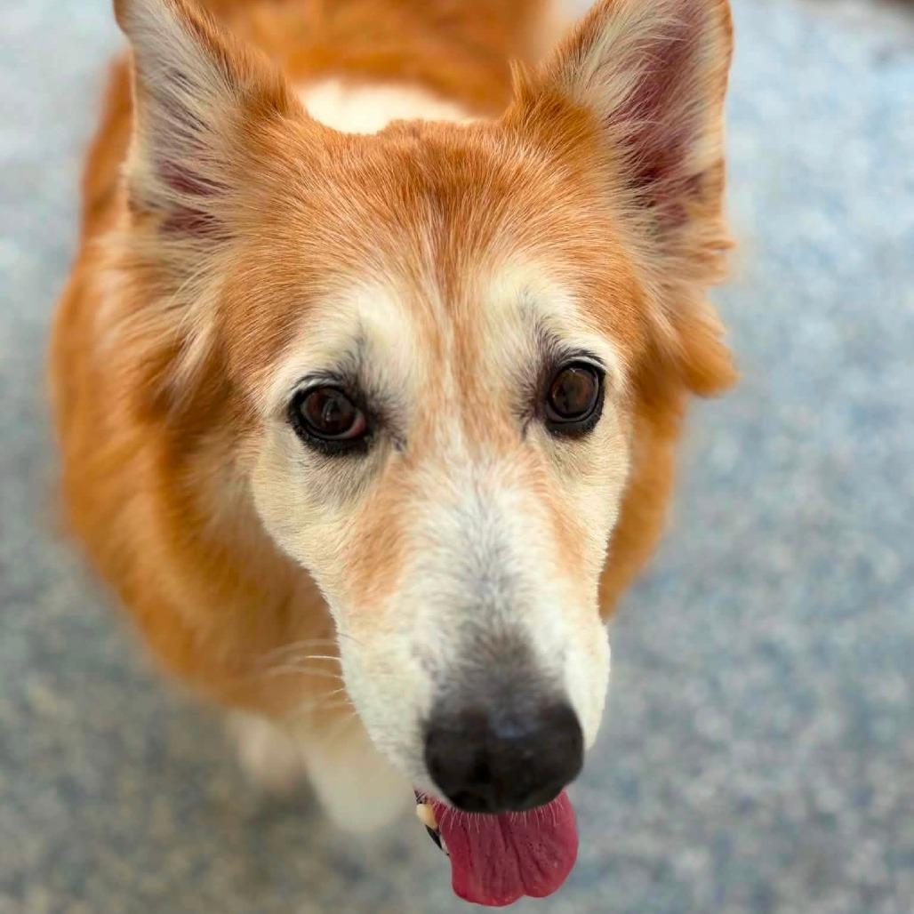 Enlarge Sandy, a Adoptable mixed breed in Quakertown, PA image 2/2