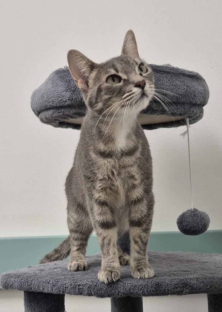 Angel, Adoptable, Young Female Domestic Short Hair.