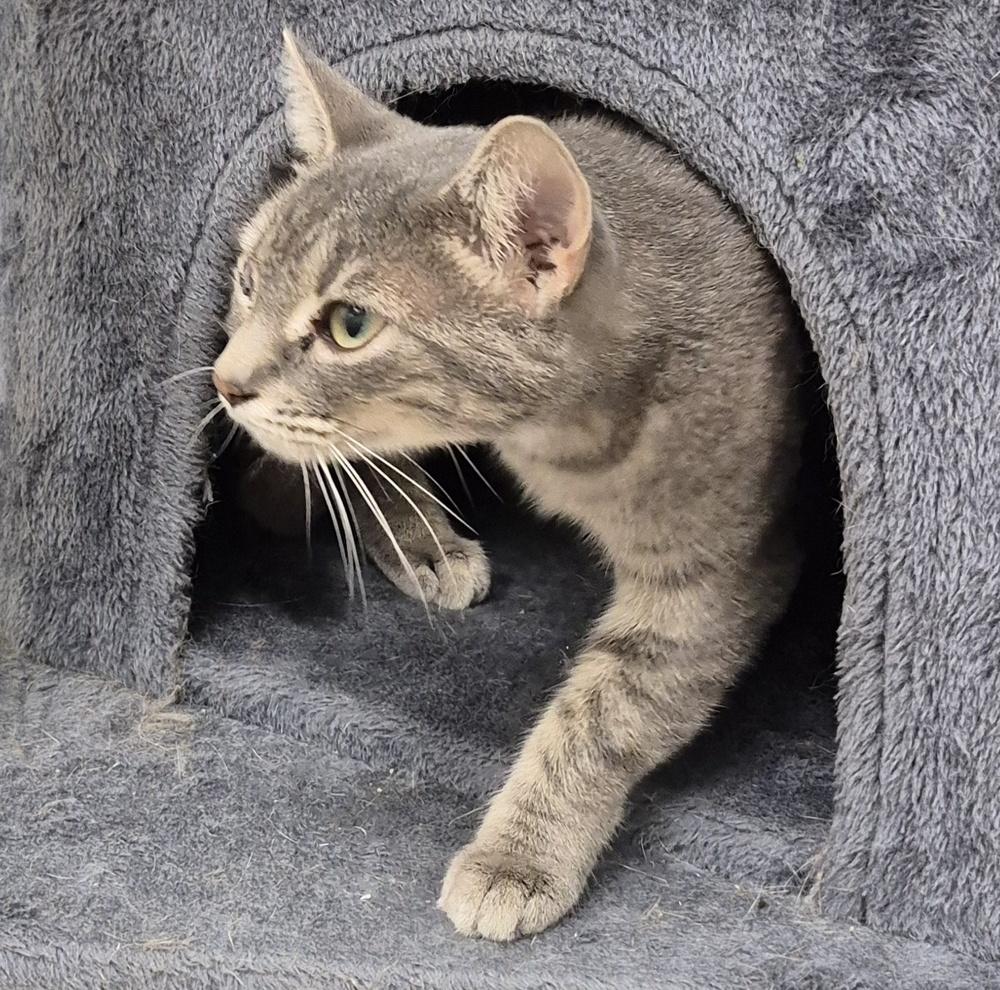 Enlarge Angel, a Adoptable mixed breed in South Bend, IN image 2/6