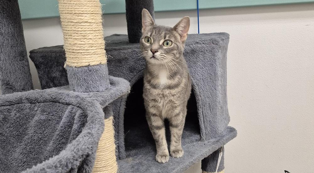 Enlarge Angel, a Adoptable mixed breed in South Bend, IN image 3/6