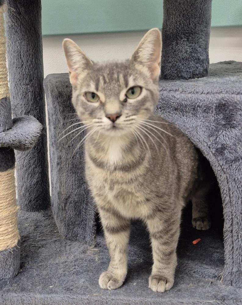 Enlarge Angel, a Adoptable mixed breed in South Bend, IN image 5/6