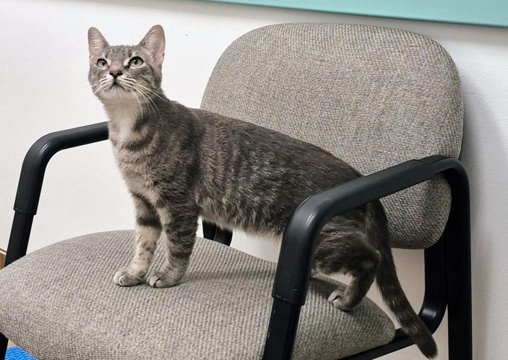 Enlarge Angel, a Adoptable mixed breed in South Bend, IN image 6/6