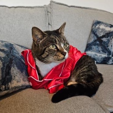 Daila , a ADOPTABLE American Shorthair in Union City, NJ image 3/5