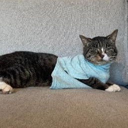 Daila , a ADOPTABLE American Shorthair in Union City, NJ image 4/5