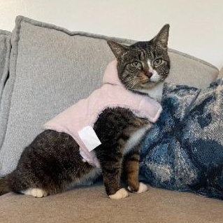 Daila , a ADOPTABLE American Shorthair in Union City, NJ image 2/5