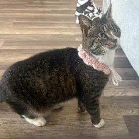 Daila , a ADOPTABLE American Shorthair in Union City, NJ image 5/5