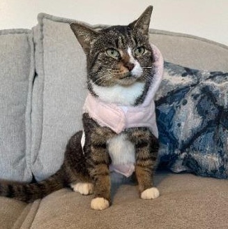 Daila , ADOPTABLE, Adult Female American Shorthair.