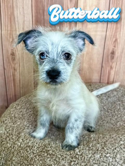 Enlarge Butterball, an adopted mixed breed in Comfort, TX image 1/1