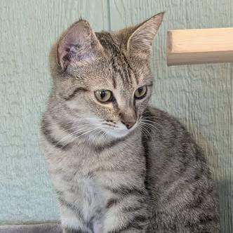Fae, Adoptable, Kitten Female Domestic Short Hair.