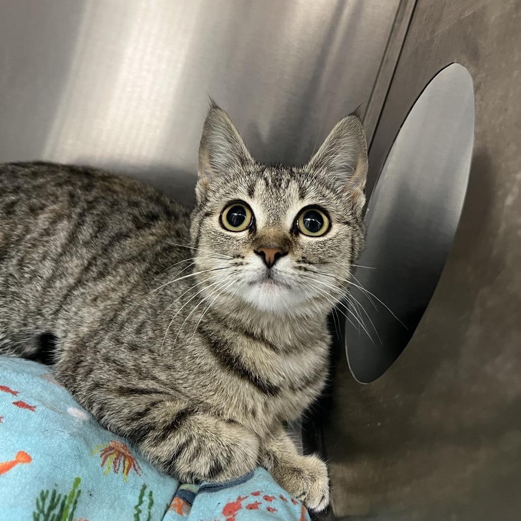 Fae, Adoptable, Young Female Domestic Short Hair.