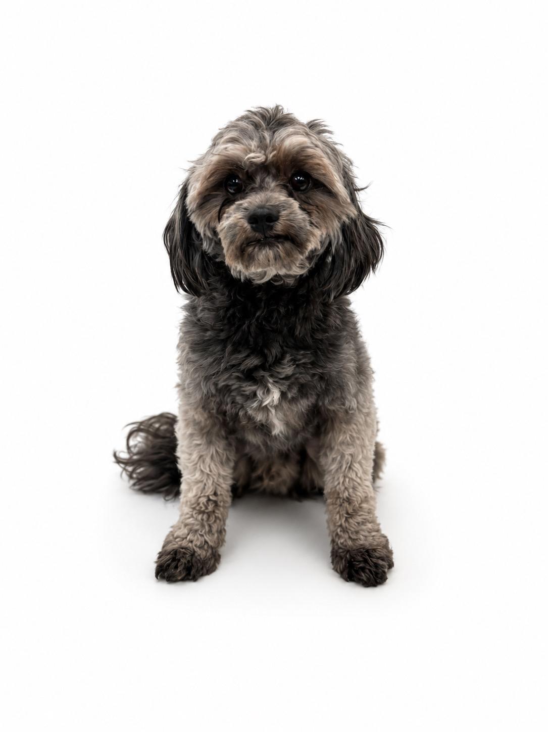 Enlarge Rocky, a ADOPTABLE mixed breed in Waldorf, MD image 2/3