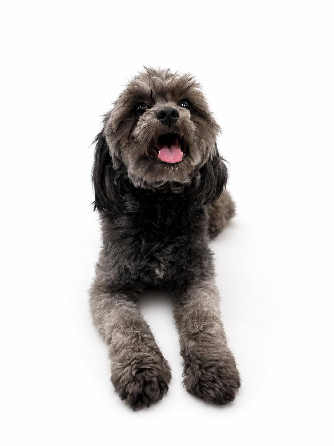 Rocky, ADOPTABLE, Adult Male Shih Tzu & Miniature Poodle.