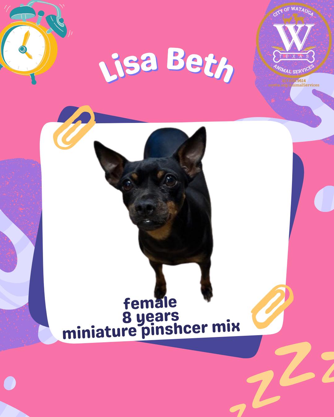 Enlarge Lisa Beth, a ADOPTABLE mixed breed in Watauga, TX image 1/1