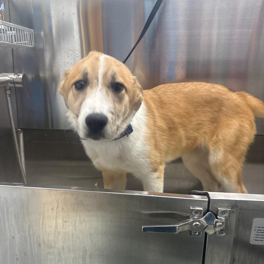 Enlarge Britta, a Adoptable Collie in Collinsville , OK image 1/2