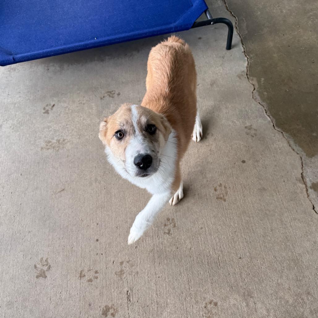 Enlarge Britta, a Adoptable Collie in Collinsville , OK image 2/2