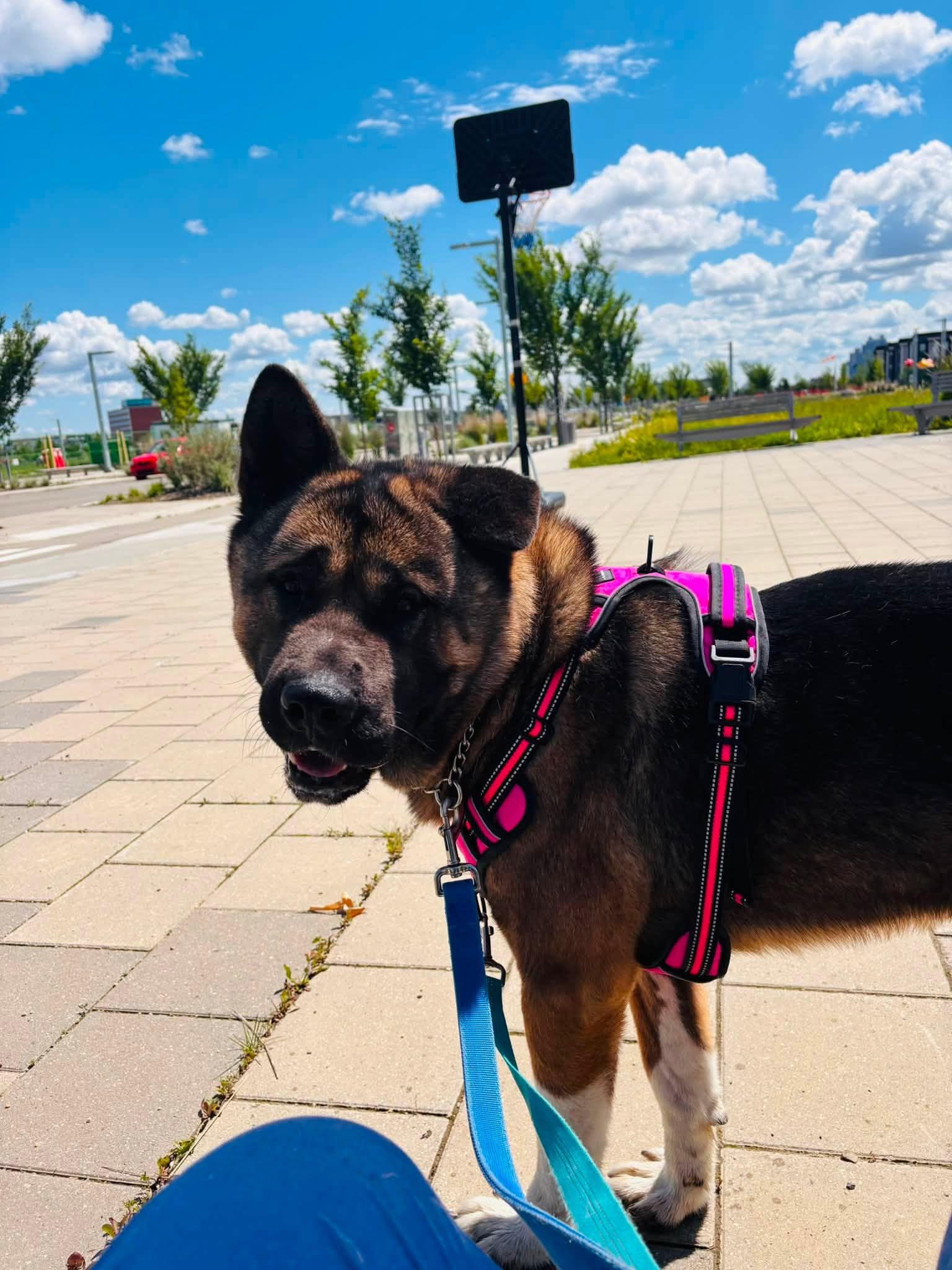 Ziggy, a ADOPTABLE mixed breed in Edmonton, AB image 3/5