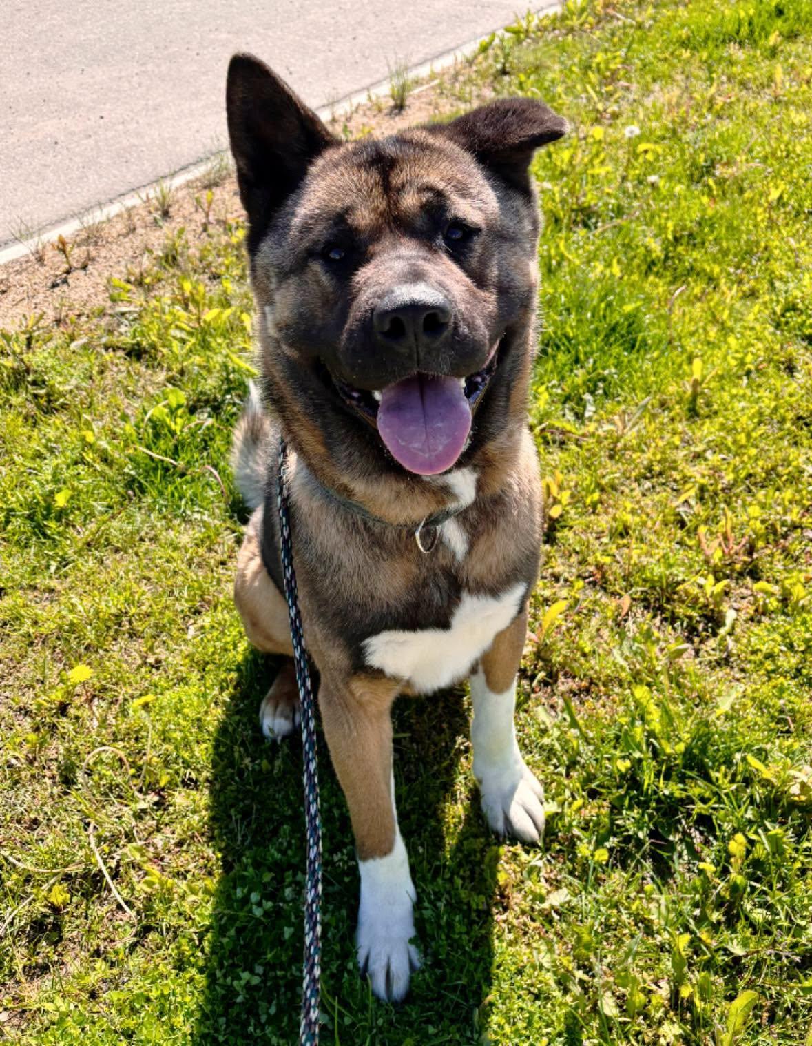 Ziggy, a ADOPTABLE mixed breed in Edmonton, AB image 1/5