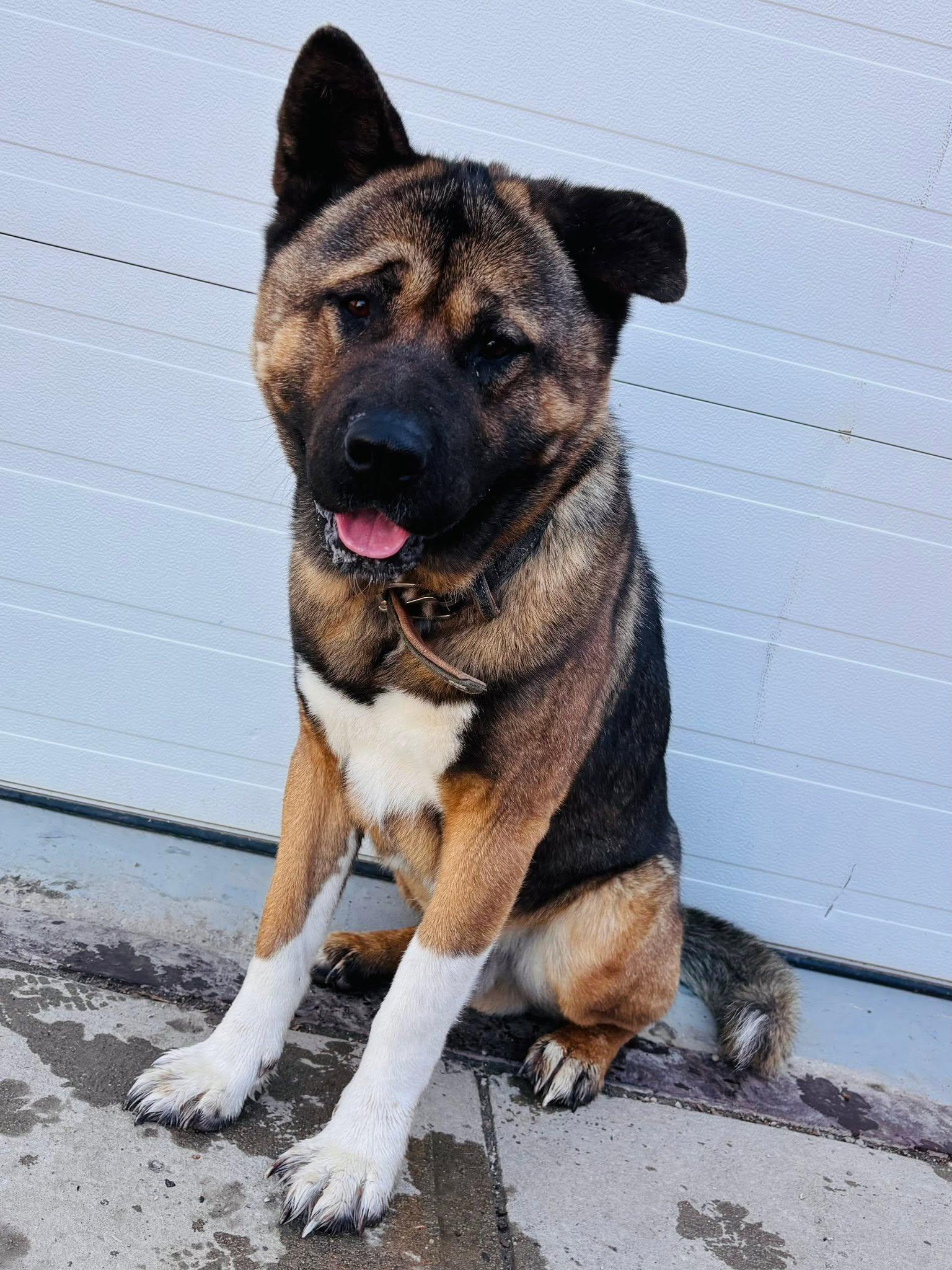 Ziggy, a ADOPTABLE mixed breed in Edmonton, AB image 2/5