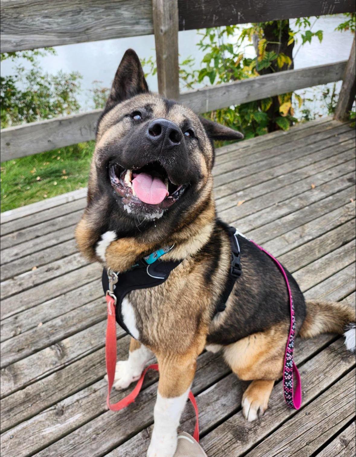 Enlarge Ziggy, a Adoptable mixed breed in Edmonton, AB image 6/6