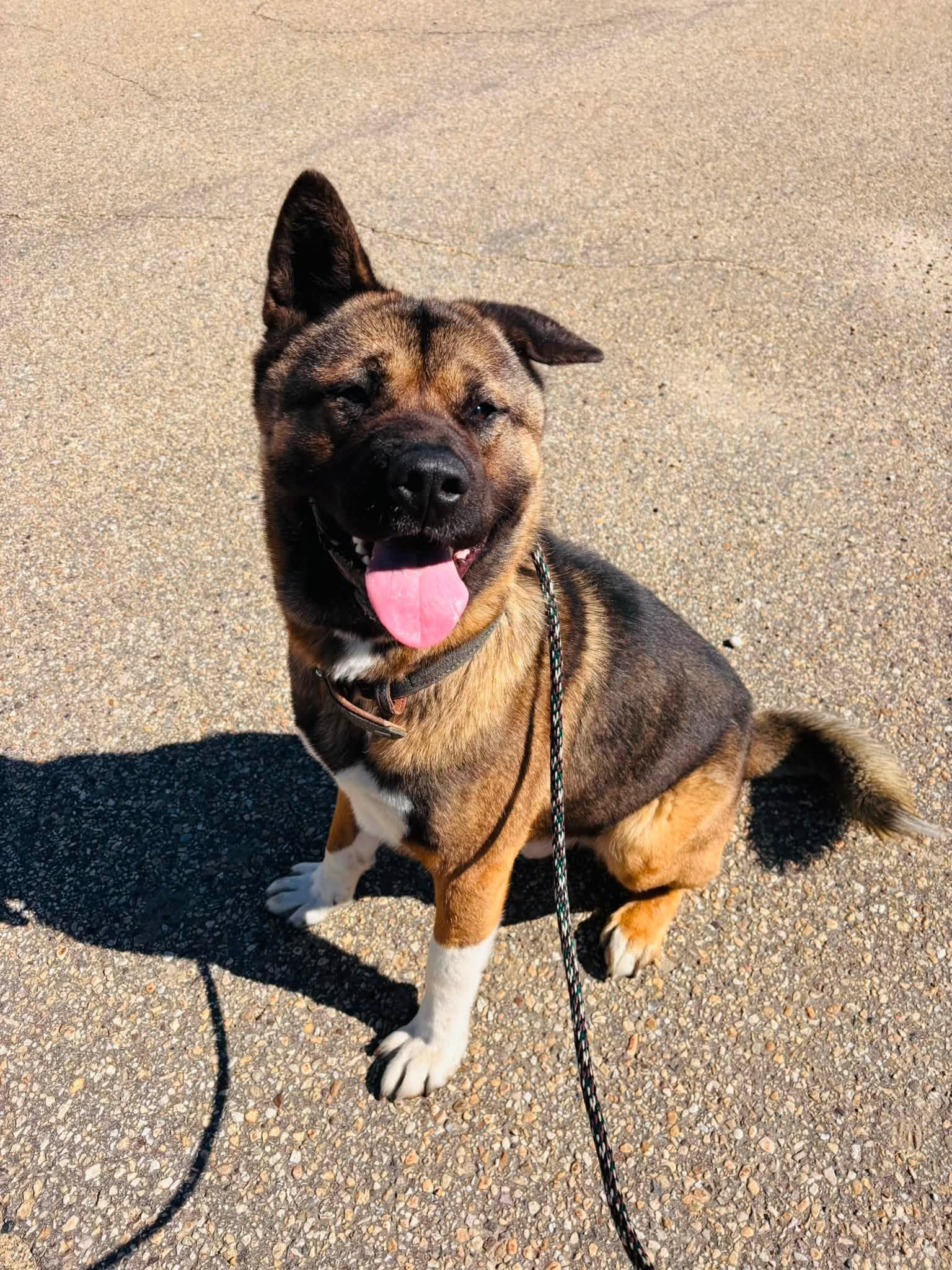 Ziggy, a ADOPTABLE mixed breed in Edmonton, AB image 4/5