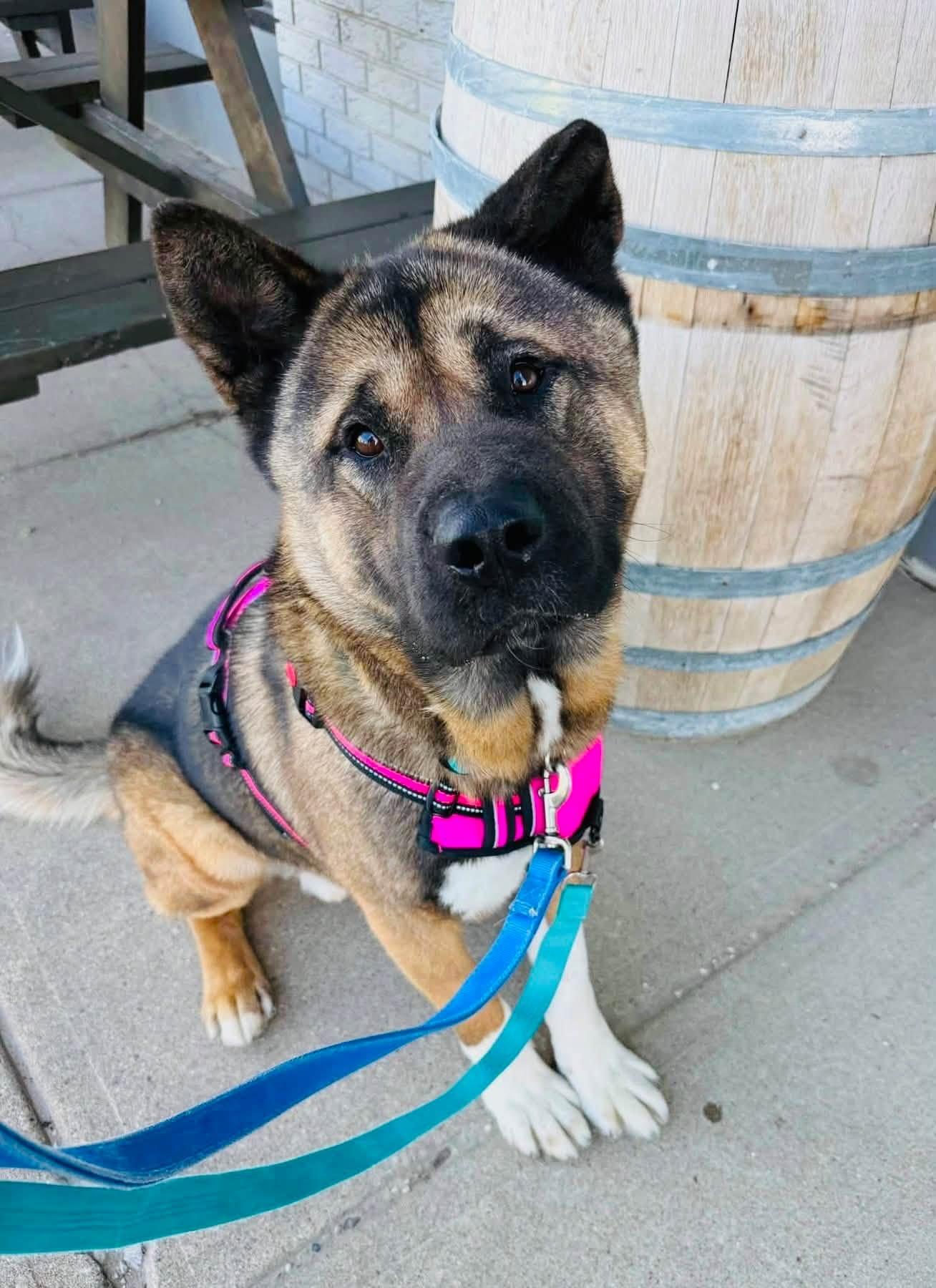 Ziggy, a ADOPTABLE mixed breed in Edmonton, AB image 5/5