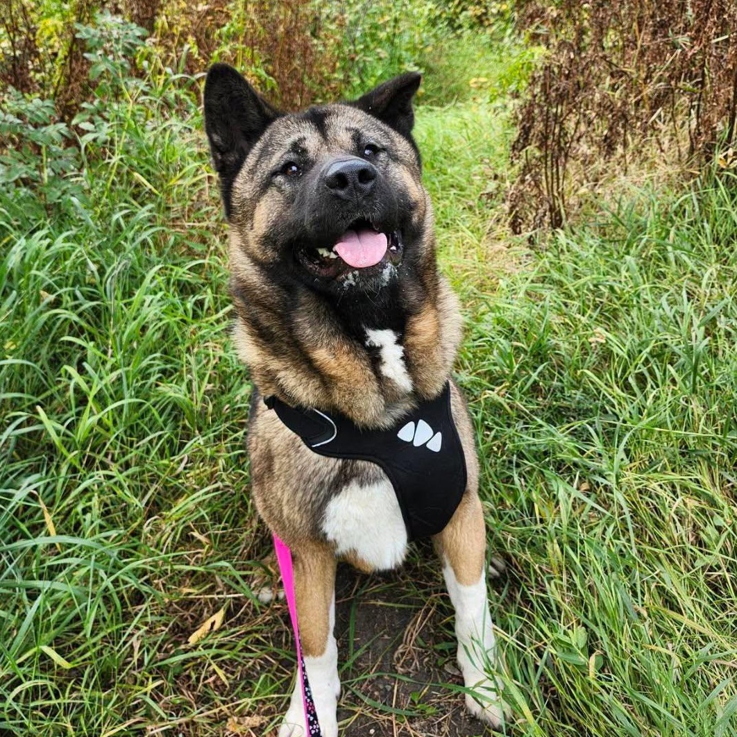 Ziggy, Adoptable, Young Male Akita.
