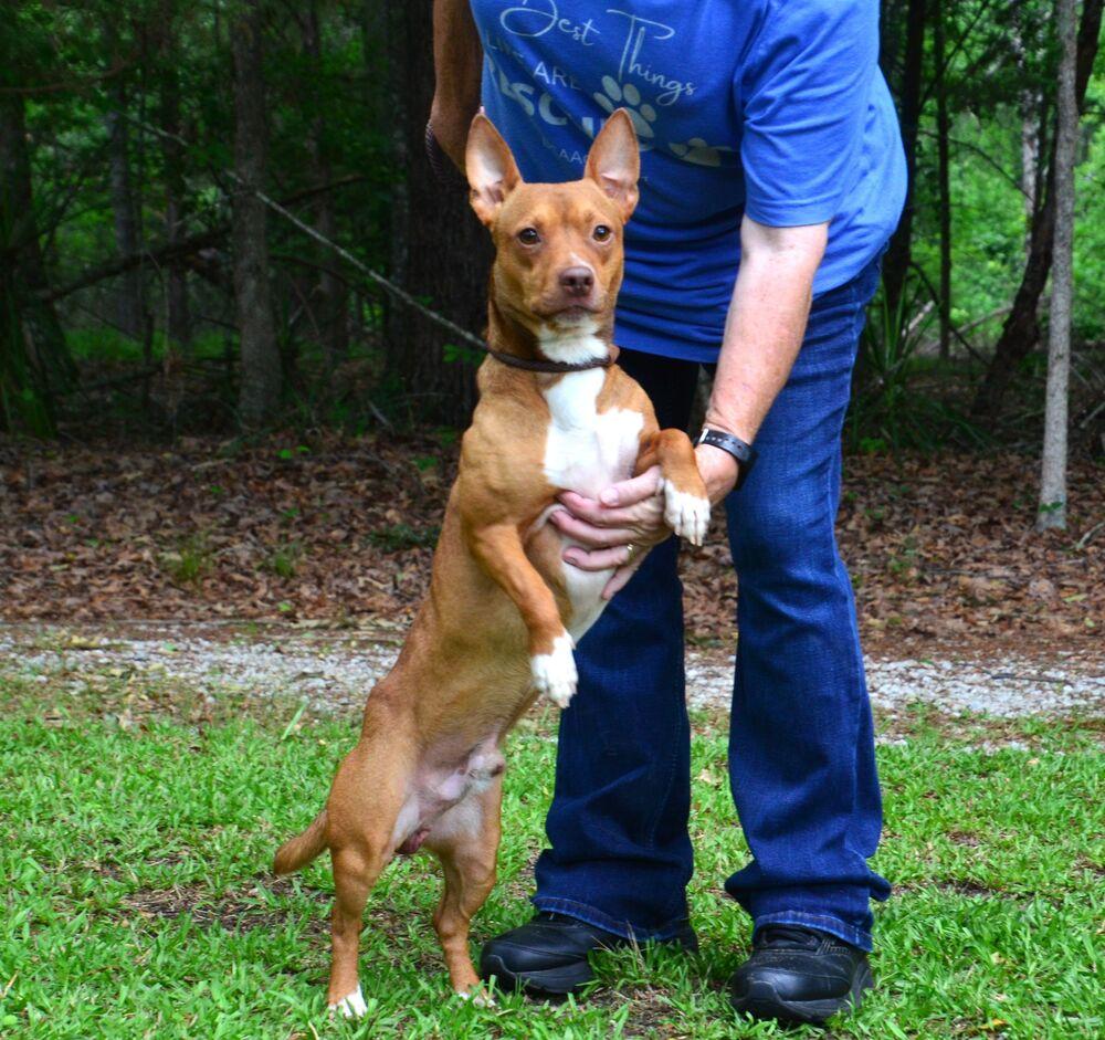 Charlie, Adoptable, Young Male Dachshund & Terrier.