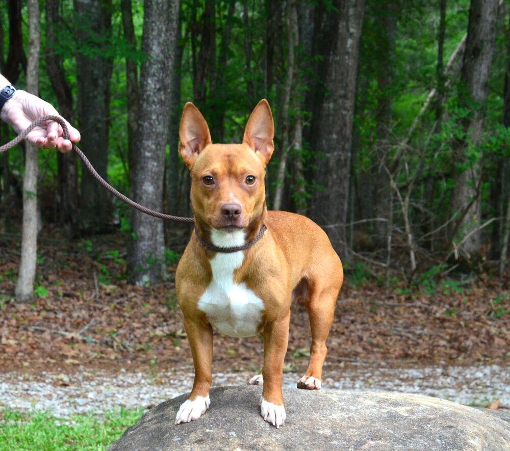 Charlie, a Adoptable mixed breed in Willingboro, NJ image 2/6